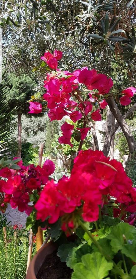דידים Medusa House Butik Hotel מראה חיצוני תמונה